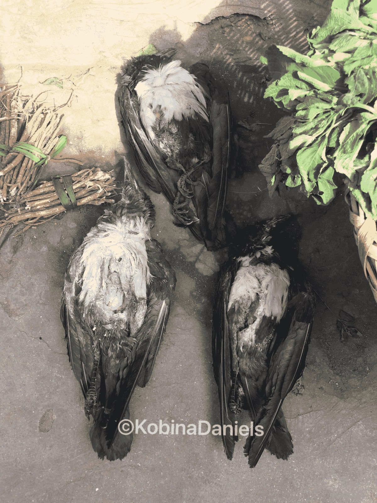 Dead pied crow